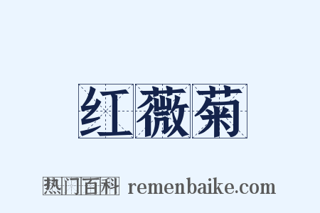 红薇菊是什么意思的图片